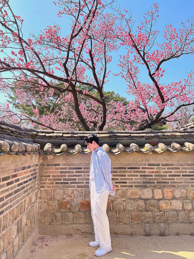 서울도 벚꽃 폈댱🌸