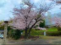 京都　SAKURA 桜めぐり❗️勧修寺の桜に感動❗️