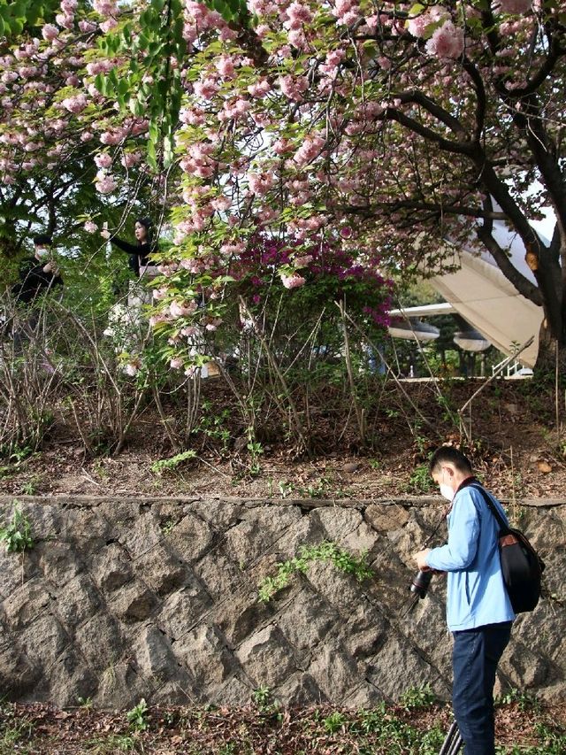 서울 겹벚꽃 명소, 보라매공원