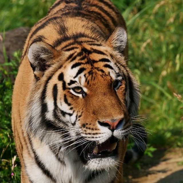 【大阪 天王寺】美しいタイガーに会いに行く🐯