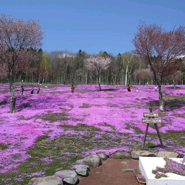 北海道瀧上芝櫻公園