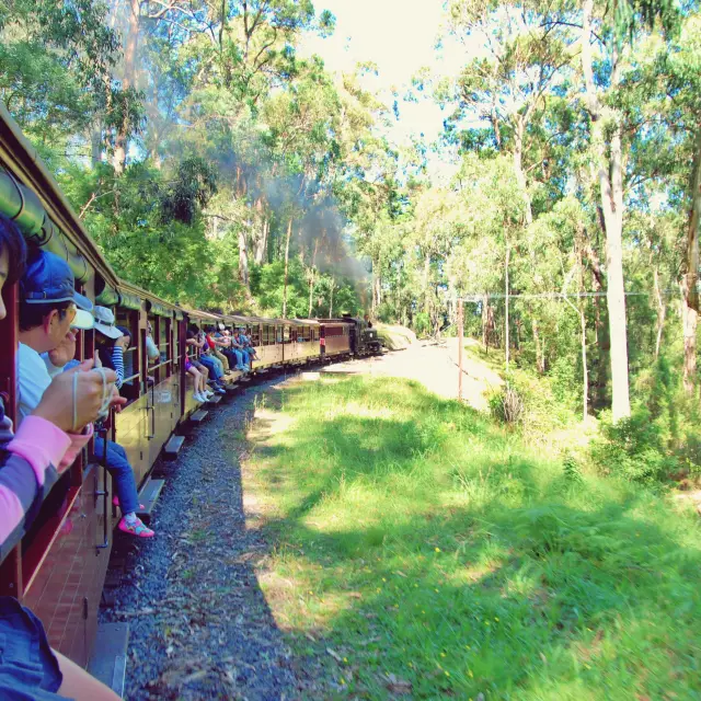 🚂 시원한 숲속을 달리는 기차, 호주 멜버른 퍼핑빌리