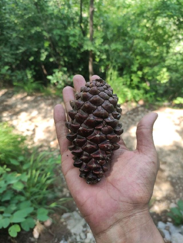 Margalla Hills Hiking Trail #3