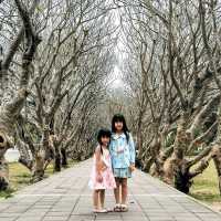 แชะภาพสวยๆกลางซุ้มอุโมงค์ต้นลีลาวดี 🍃🍂