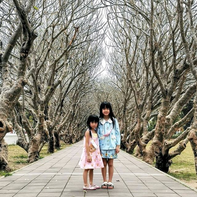 แชะภาพสวยๆกลางซุ้มอุโมงค์ต้นลีลาวดี 🍃🍂