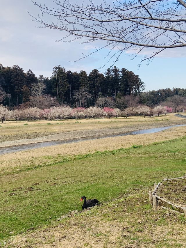 Cherry Blossom in Japan