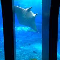 美麗海水族館🔱🔱沖繩最大最受歡迎👏🏻水族館😍海天一色