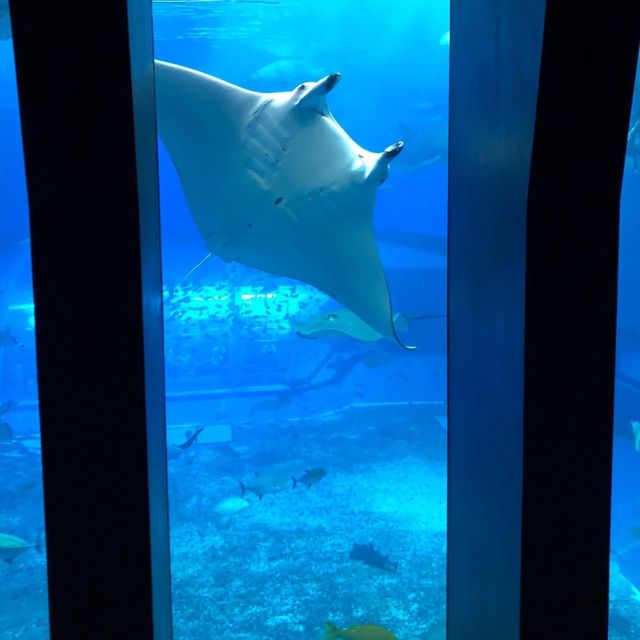 美麗海水族館🔱🔱沖繩最大最受歡迎👏🏻水族館😍海天一色