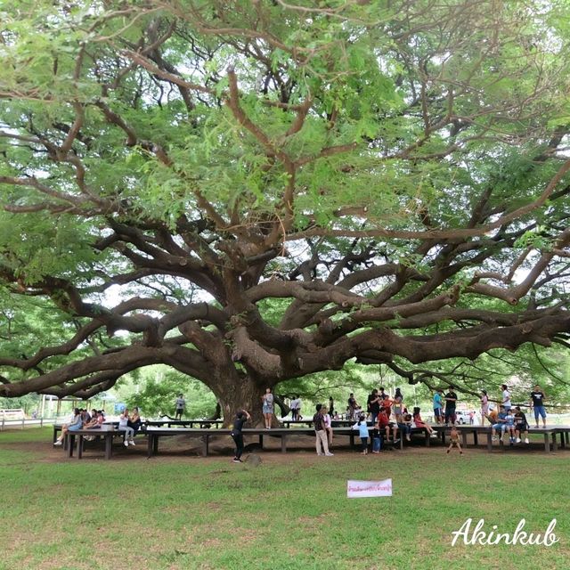 🌳ยลโฉมต้นจามจุรียักษ์🌳