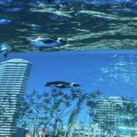 サンシャイン水族館🐠