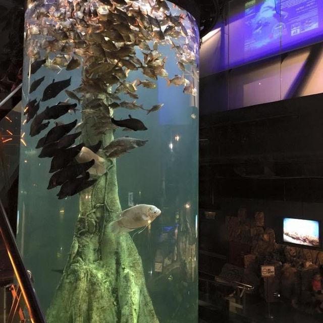 旅遊推介 吉隆坡-城中城水族館