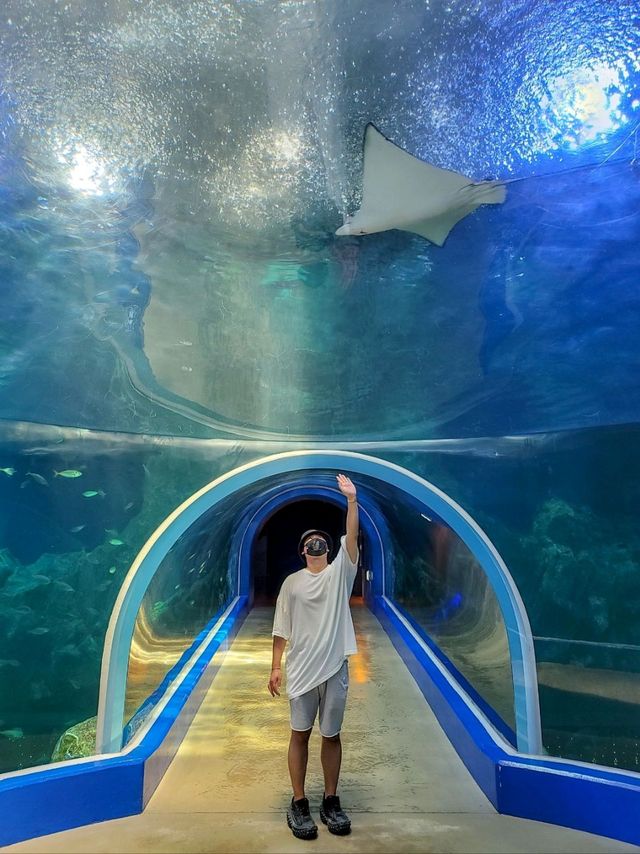 어른들도 신나는 바다속나라🐳아쿠아플라넷 여수🐠
