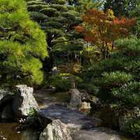 京都御所の御池の鯉