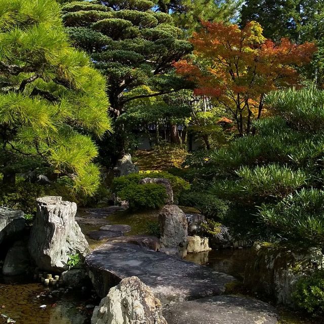 京都御所の御池の鯉