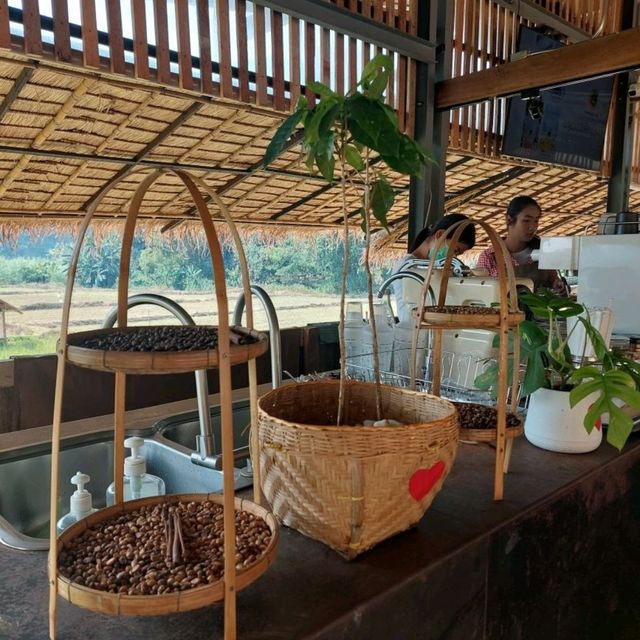 กาแฟสบขุ่น ช้างเผือกกลางป่าลึก! 