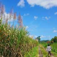 Kalibiru Kulon Progo Jogja