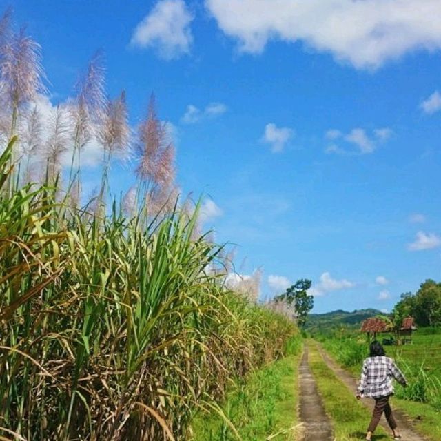 Kalibiru Kulon Progo Jogja