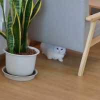 คาเฟ่สีขาวหน้าวัดร่องขุ่น GREENHUT CAFÉ 