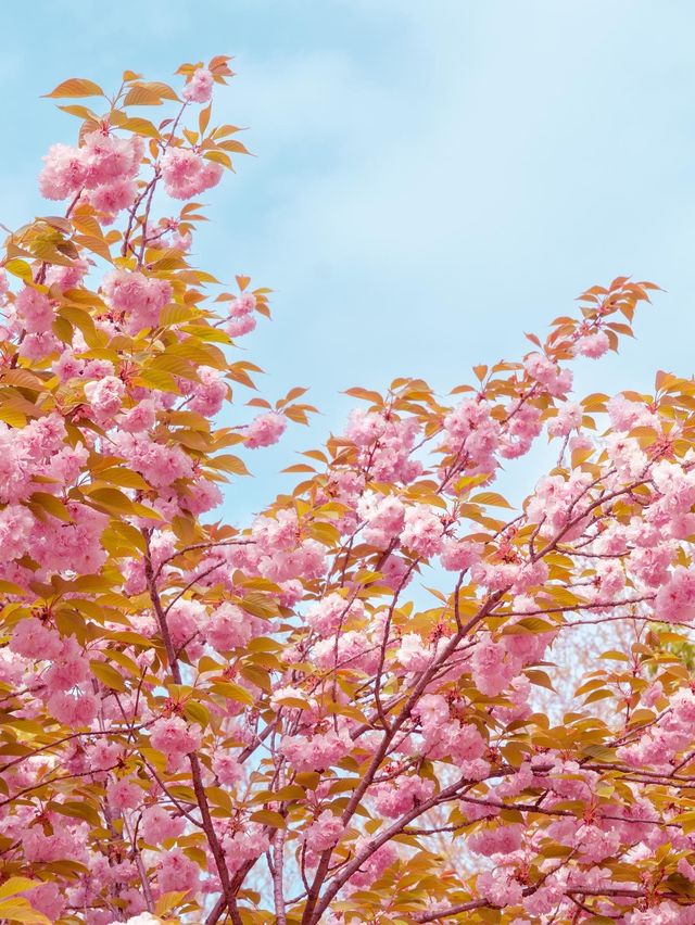 겹벚꽃 명소, 어린이대공원