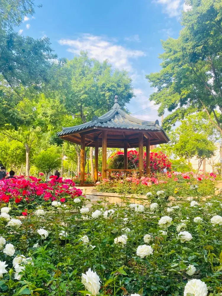 도심 속 알록달록 다양한 장미꽃을 볼 수 있는 스팟🌹