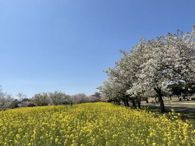 一年中お花が楽しめます