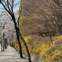 계양산장미원 🌹 꽃구경 명소