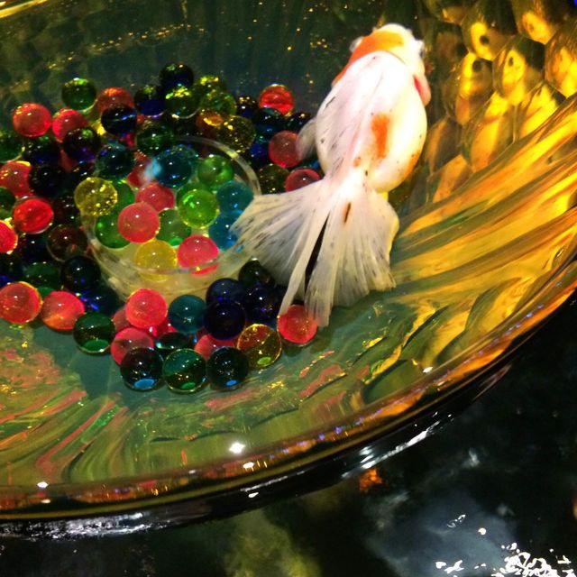 【東京】アートアクアリウム〜金魚〜進化するアート