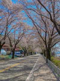 아는 사람들만 간다는 벚꽃 명소 🌸