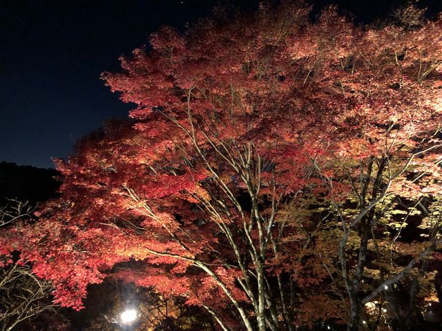 【京都】清水寺の歴史と見ておくべきスポットをご紹介