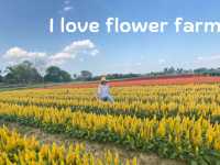 💐I love flower farm💐 เชียงใหม่