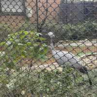 有花有得意動物的市肺 - 香港動植物公園