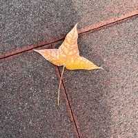 將軍澳輕鬆發現紅葉