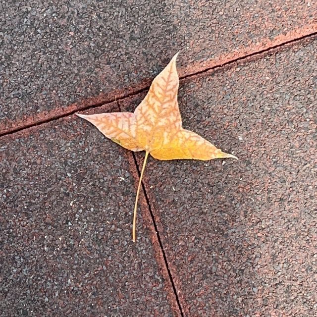 將軍澳輕鬆發現紅葉