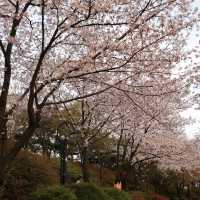 櫻花下的石村湖水公園