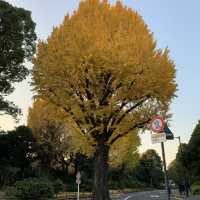 【千代田区】武道館すぐ横　北の丸公園