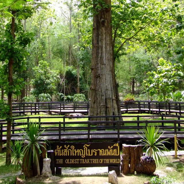 ต้นสักใหญ่โบราณอายุ 1,500 ปี
