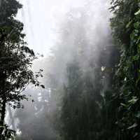Cloud Forest
