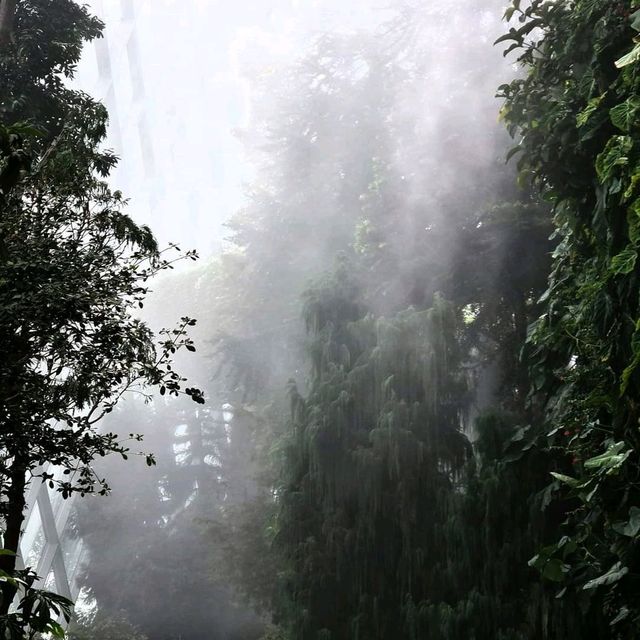 Cloud Forest