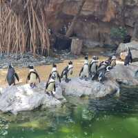 Jurong Bird Park