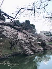 さくら満開と卒業式の時