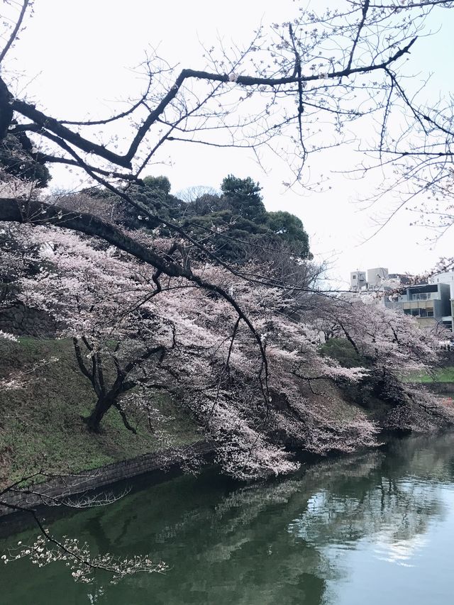 さくら満開と卒業式の時