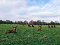 英國Nottingham Wollaton Park - 蝙蝠俠與小鹿