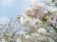 廣洲櫻花樂園