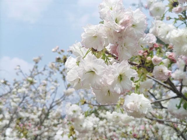 廣洲櫻花樂園