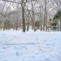 冬の円山公園から北海道神宮への参道