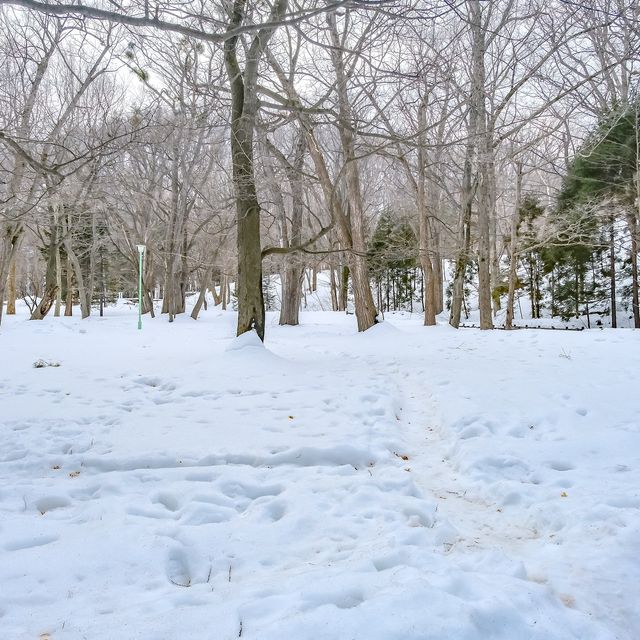 冬の円山公園から北海道神宮への参道