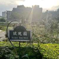 賞花必到的士林官邸玫瑰園🌹🥀