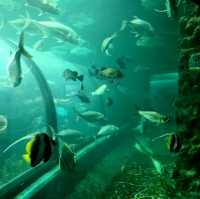 Phuket aquarium