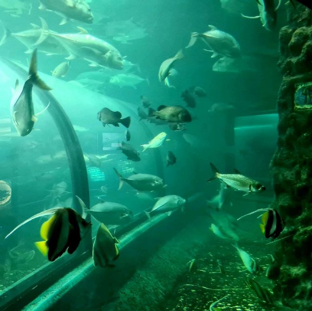 Phuket aquarium