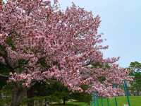 札幌　SAKURA 桜めぐり❗️円山公園の桜に感動❗️